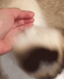 有什么可爱乖巧的狗猫推荐,什么猫咪粘人又好养还好看