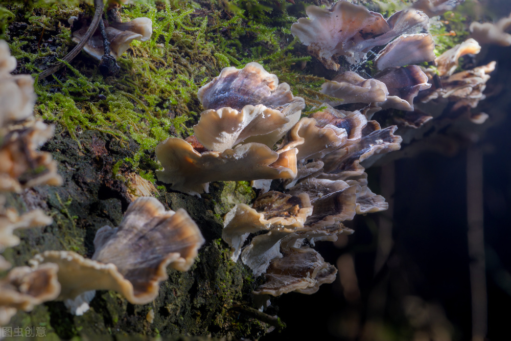 云南常见野生菌鸡屁儿菌,云南野生菌紫头菌