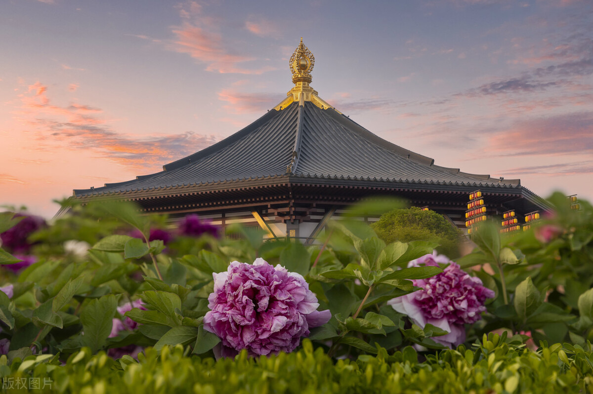 唯有牡丹真国色，花开时节动京城——牡丹，自是花中第一流