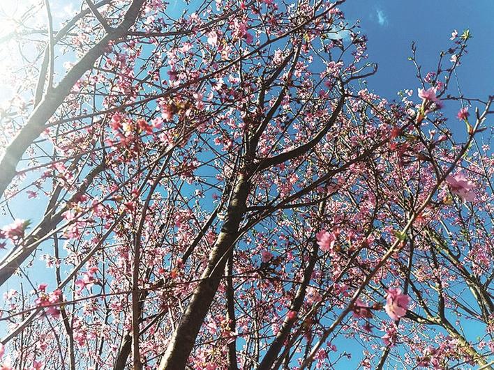 惠州带娃踏青好去处,惠州清明免费踏青好去处