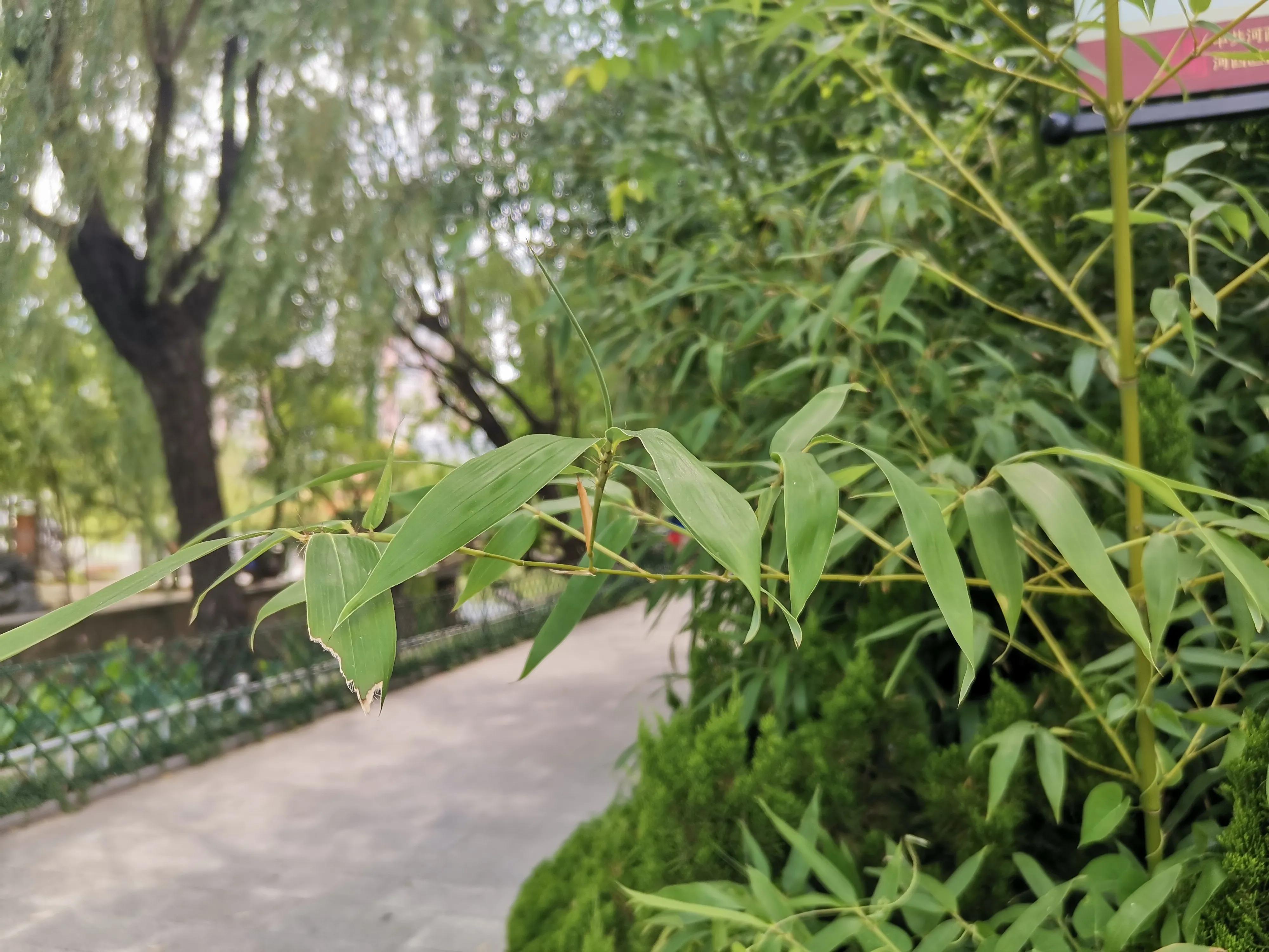 天津水上公园赏荷花看睡莲,天津水上公园荷花几月开花