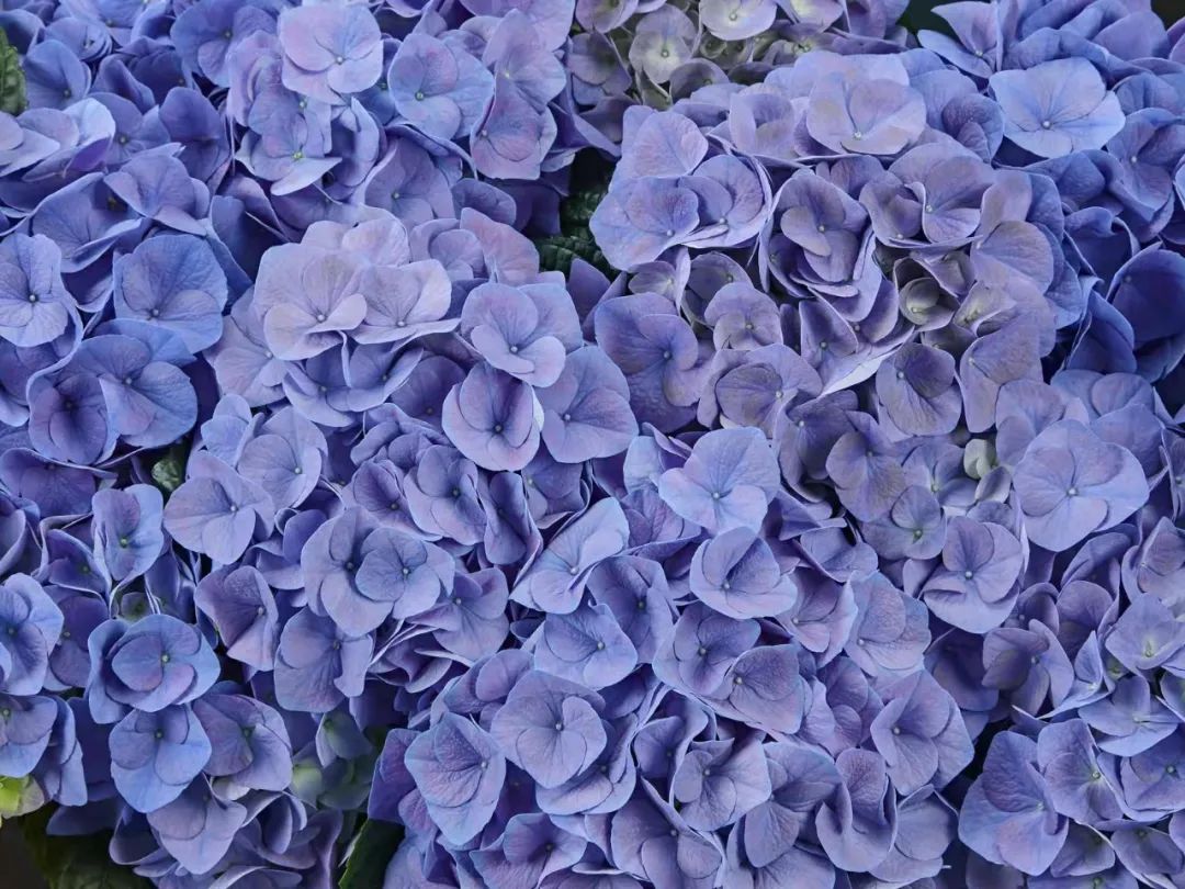 身边一抹蓝,最美蓝色绣球