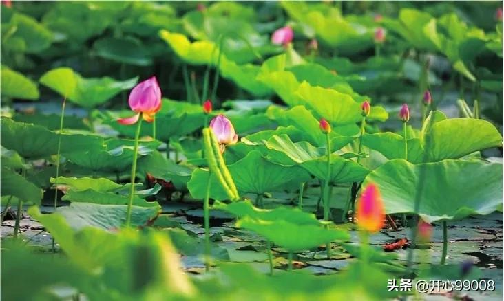 道德经精华成语大全,道德经里有多少成语