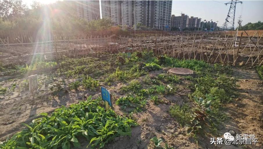 昌平开心农场种菜,开心农场喜丰收