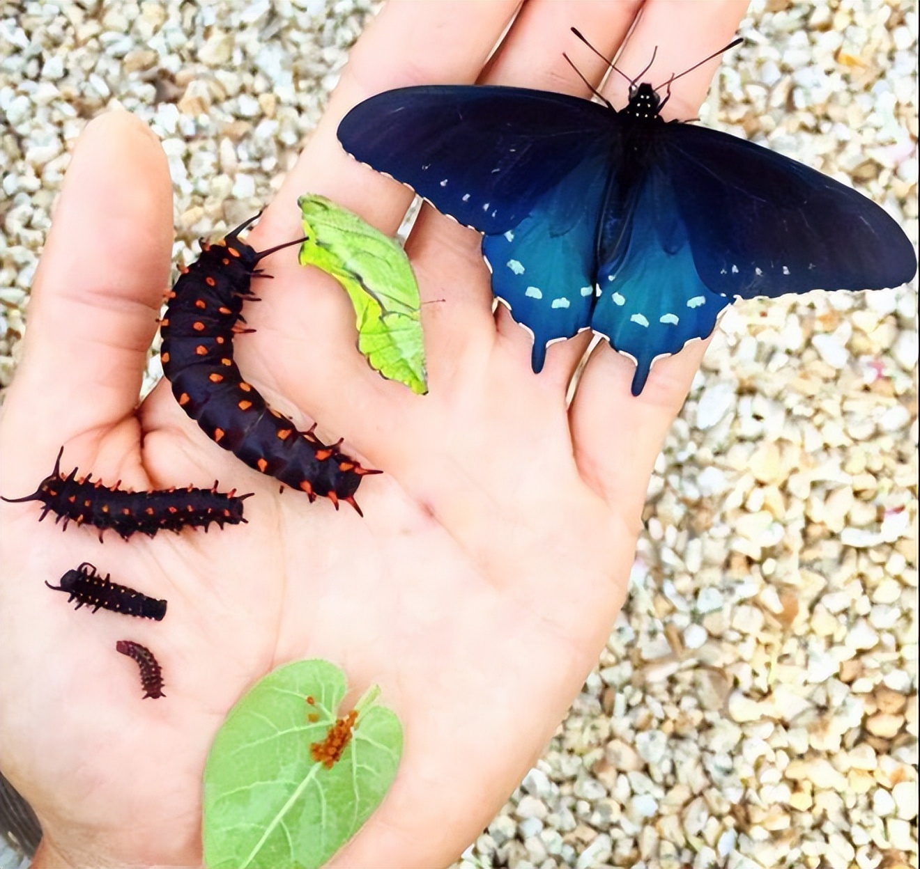 39张罕见的图片让人打开新世界,这32张罕见的图片你见过几张