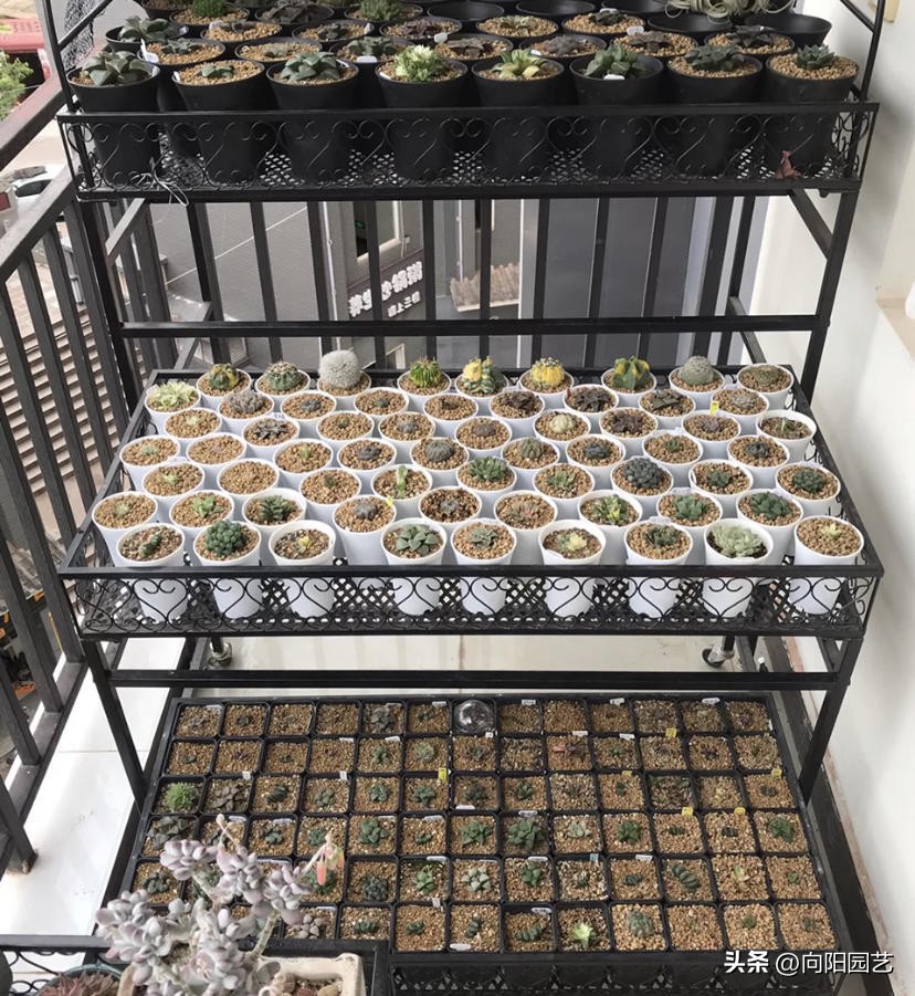 玉露烂根是水浇多了还是不通气,玉露烂根了重新上盆得晾几天