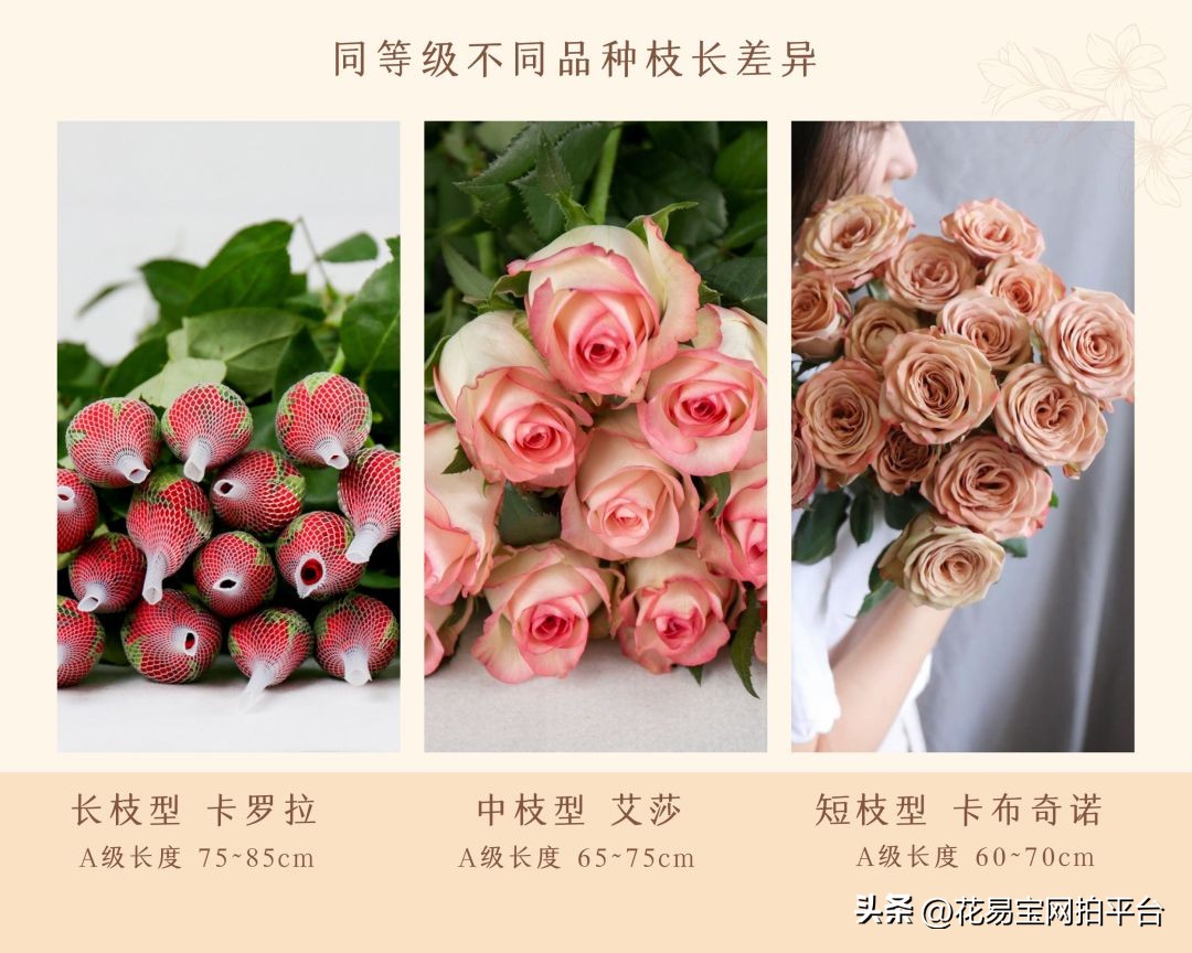 鲜花分级标准依据有哪些,鲜花种类等级排名