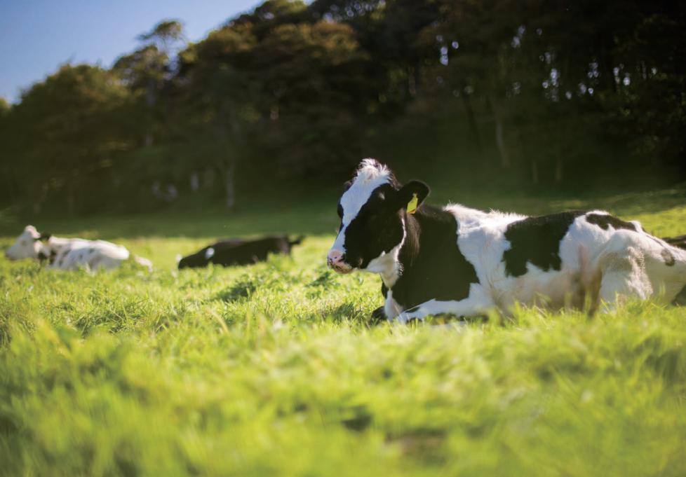渥康奶粉真是新西兰进口的吗,渥康乳豆测评