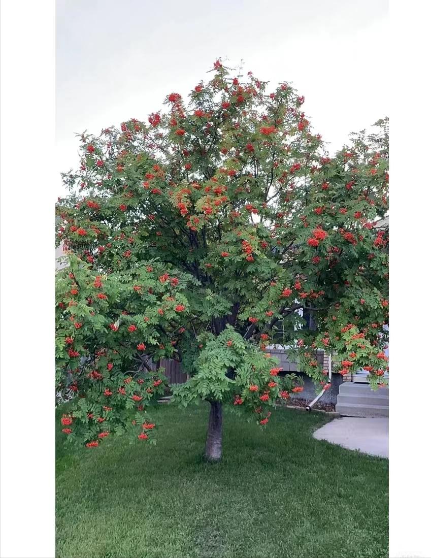 荒山种什么树木经济效益好,山东蒙阴承包荒山10元一亩