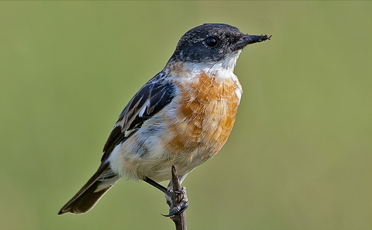 鸟儿大全高清图,高清珍稀鸟动态图片大全