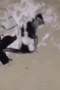 小哥也太菜了，不但没打中一个，还摔倒了，而且这不是足球