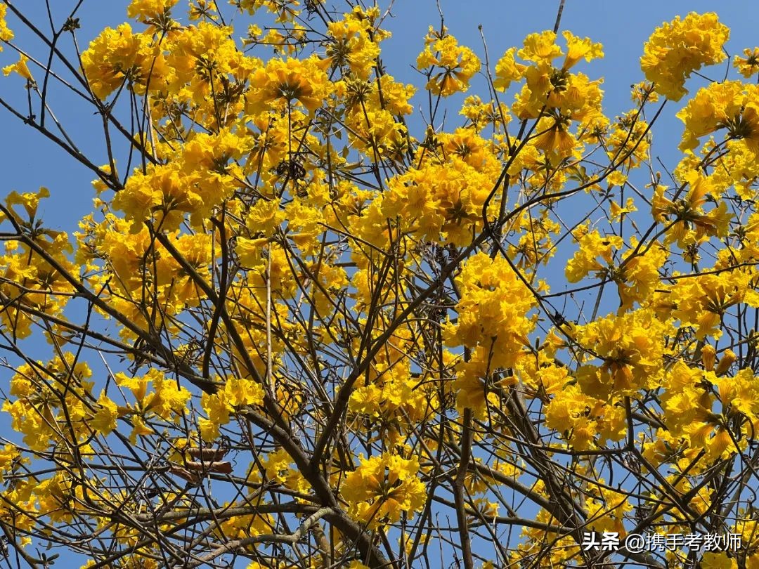 黄花风铃木品种介绍,黄花风铃木生长缓慢