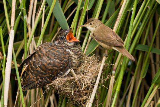 杜鹃鸟鸠占鹊巢的解释搞笑,鸠占鹊巢杜鹃鸟比鸟妈妈还大