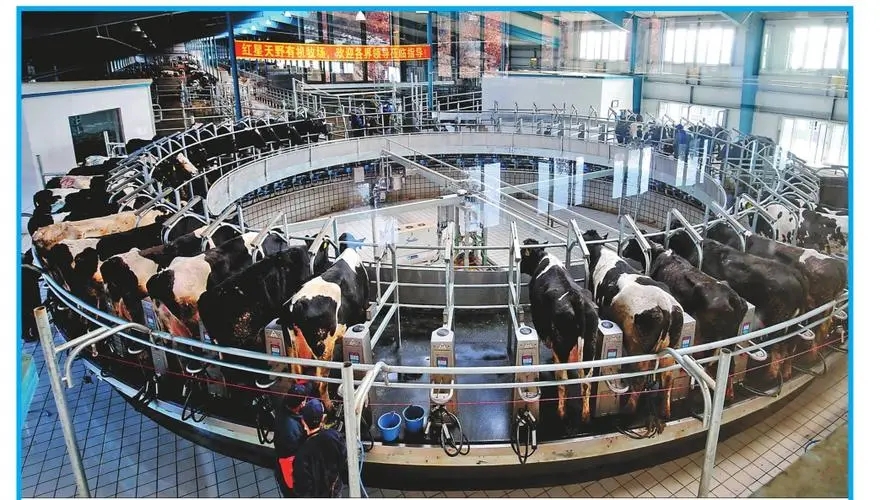 奶牛养殖场建设的标准是,奶牛养殖小区管理