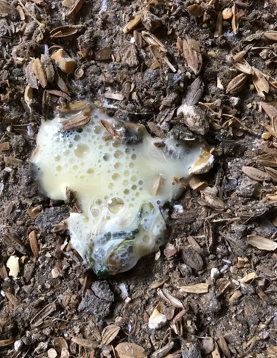 鸡拉绿色粪便是什么病怎么治,鸡拉白色的粪便是什么原因