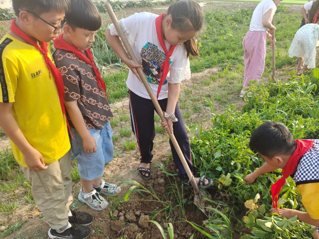 “土”露汗水“豆”耘童年——东风小学劳动教育实践活动之土豆丰收季