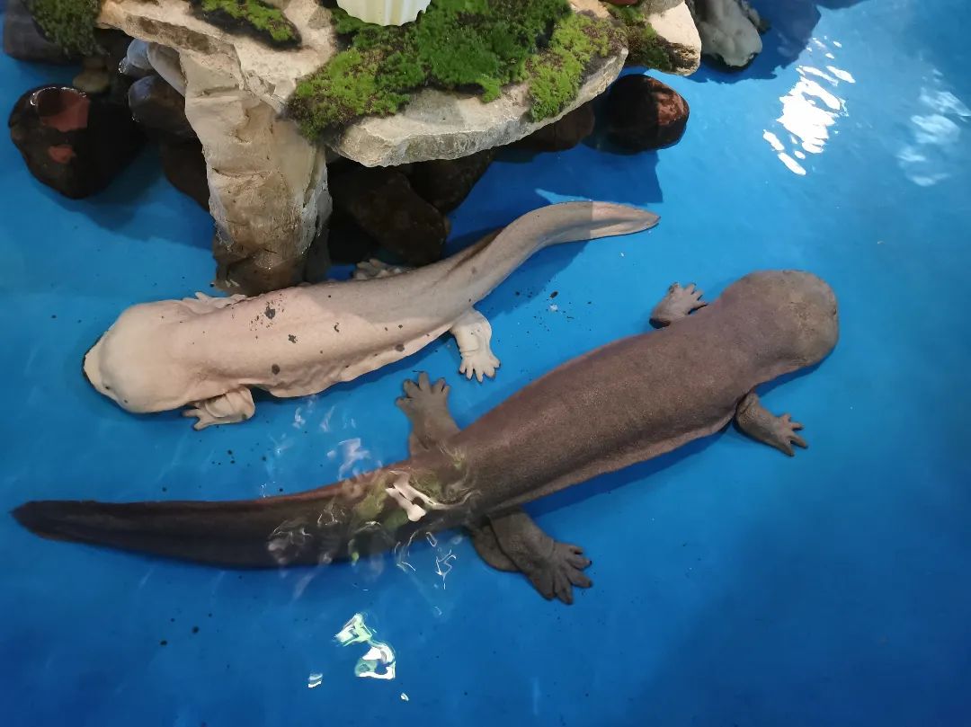 西双版纳七天六夜攻略,西双版纳五天六夜之旅完美结束