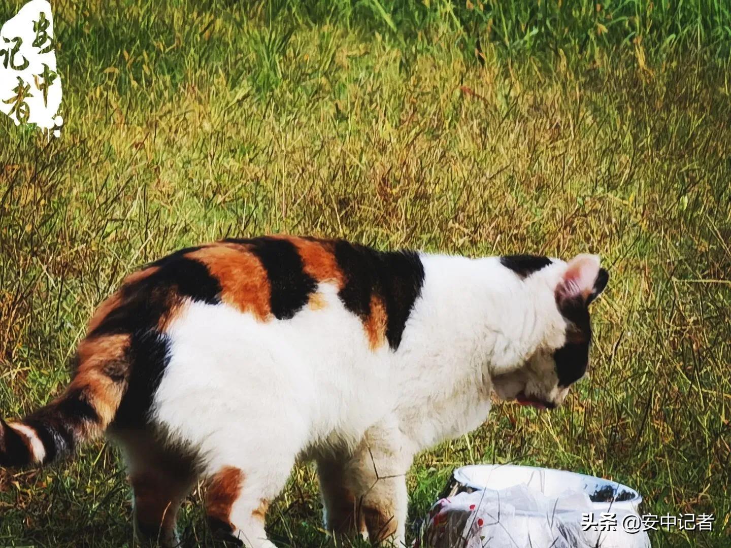 安中医的简介,安中医门诊