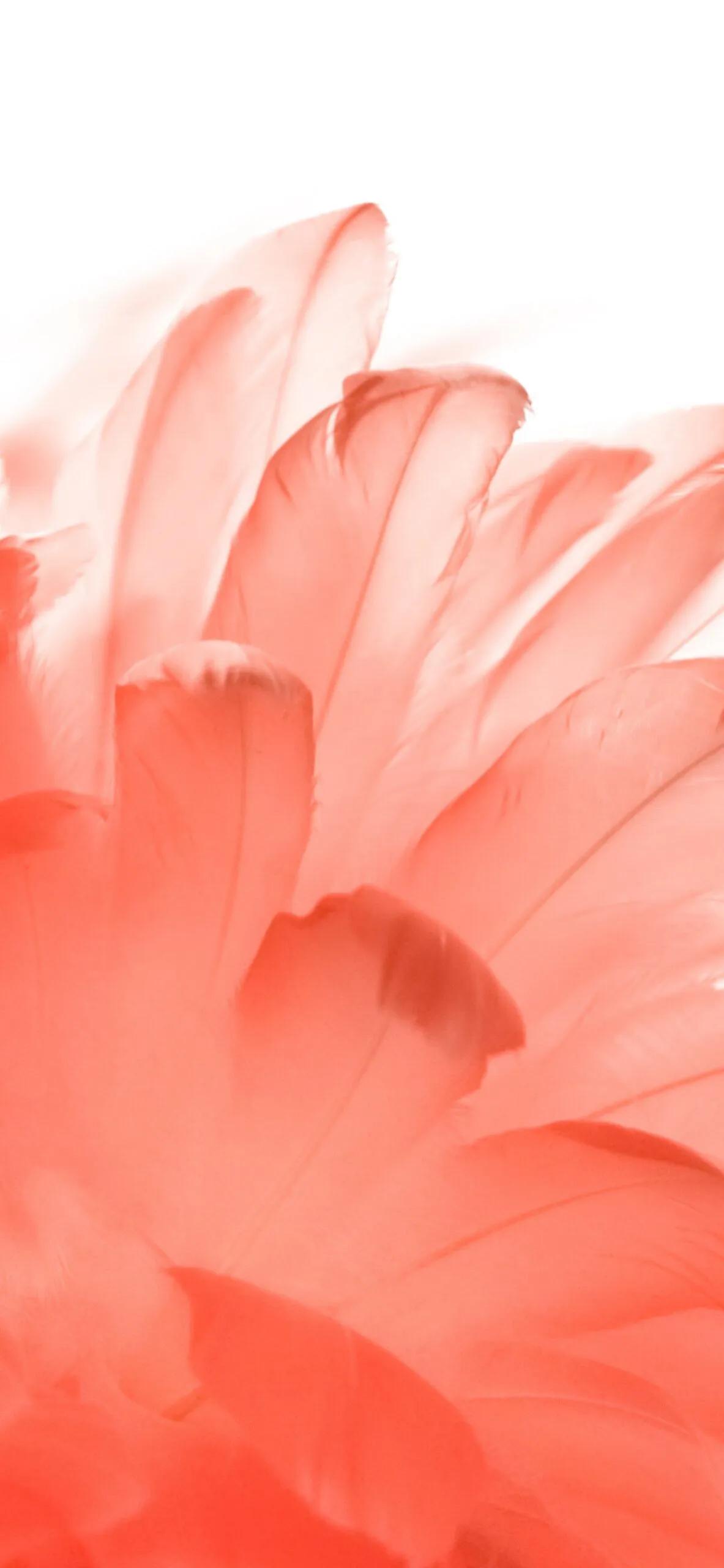 漂亮的羽毛手机壁纸,漂亮的羽毛壁纸手机超清