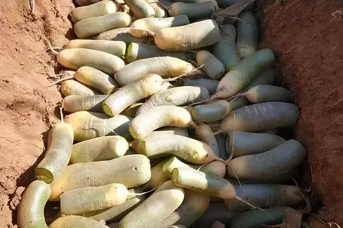 萝卜的这个小知识你知道了吗 (关于萝卜的百科知识有哪些)