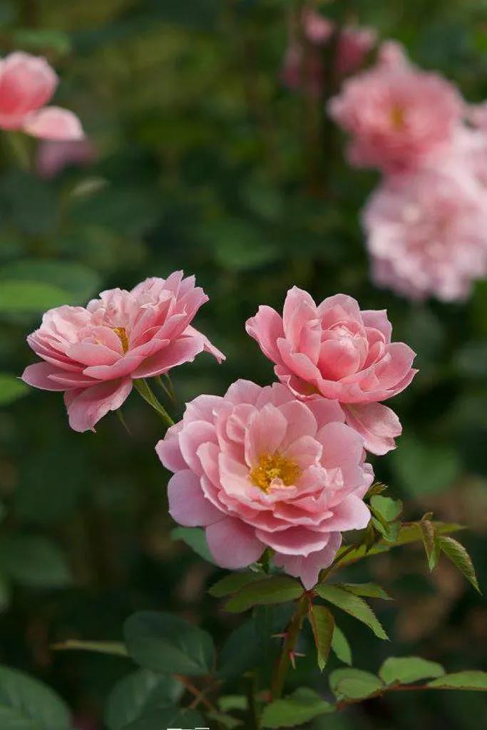 日本月季：葵-七（Aoi-nana）