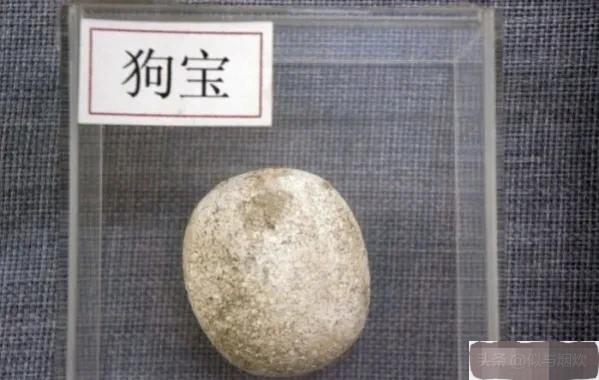 养了15年的狗突然不认识了,成年狗养了3天能找到家吗