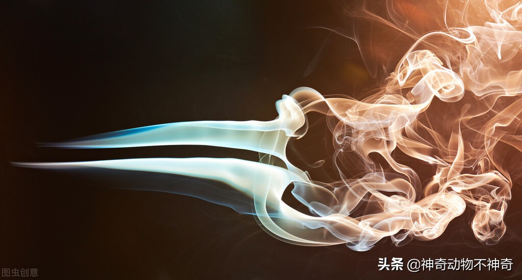 致命毒蝎号称“穷人的*品毒**”，巴铁还把它当烟抽，它有什么魔力？