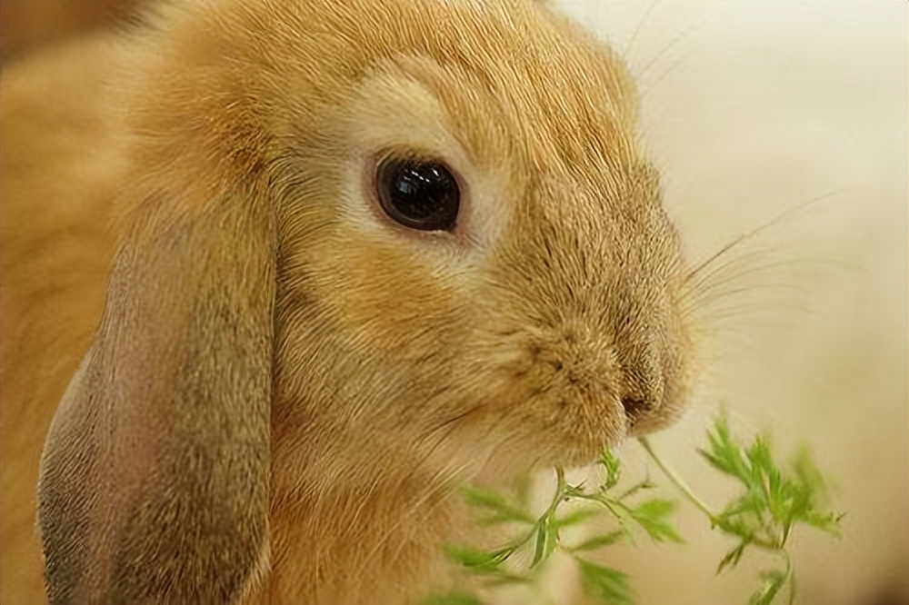 兔子耳朵会不会被拎断,兔子耳朵被抓会导致什么