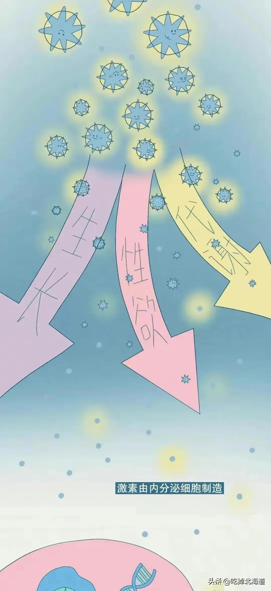 女生荷尔蒙分泌过多怎么解决,一直单身荷尔蒙分泌过多怎么释放