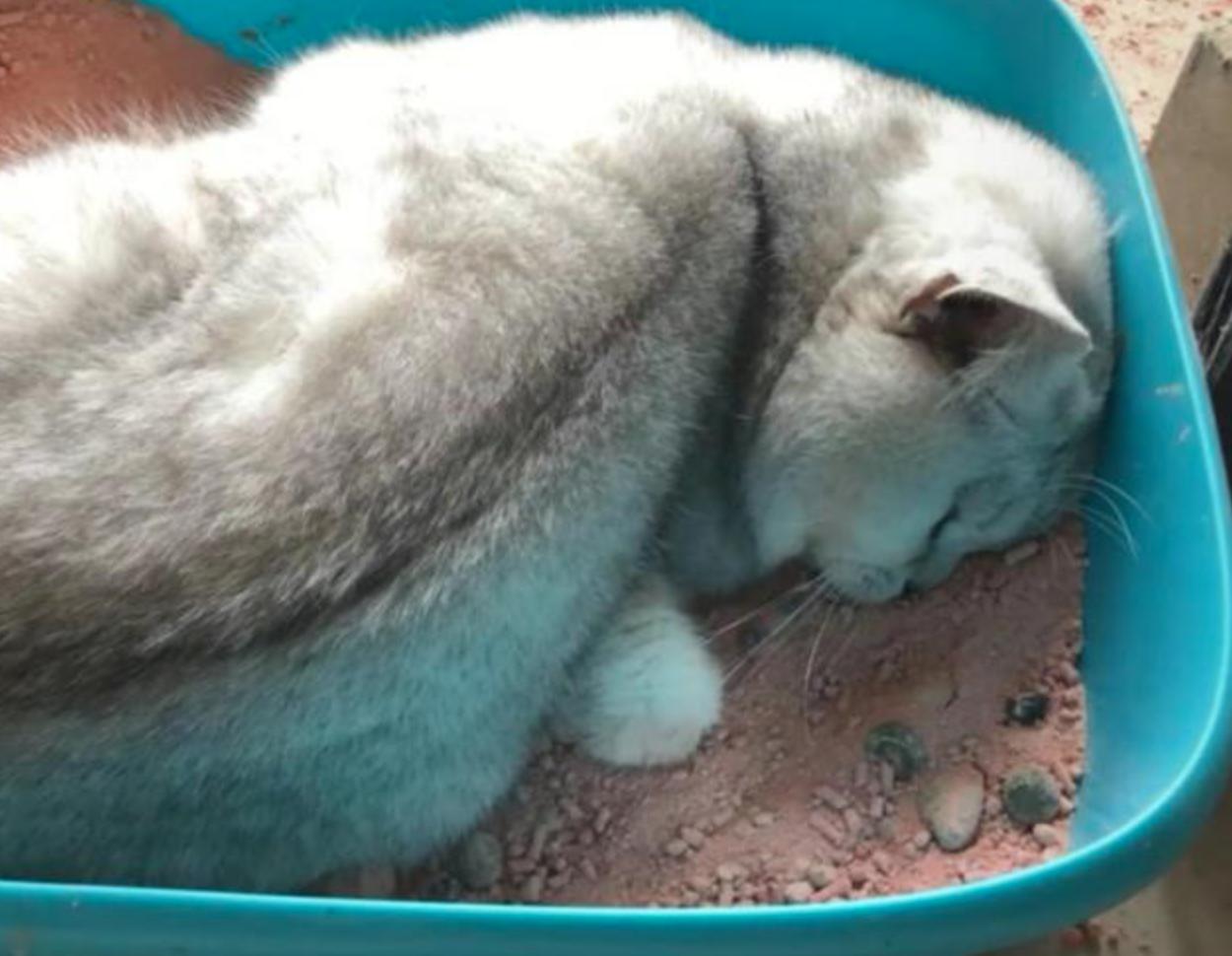 铲屎官回了老家结果给猫喂了猫粮,新手铲屎官注意让猫咪远离毒猫粮