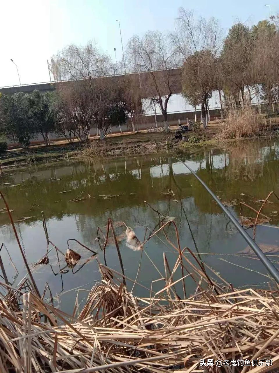 封竿数日再战板鲫，不负好*光春**