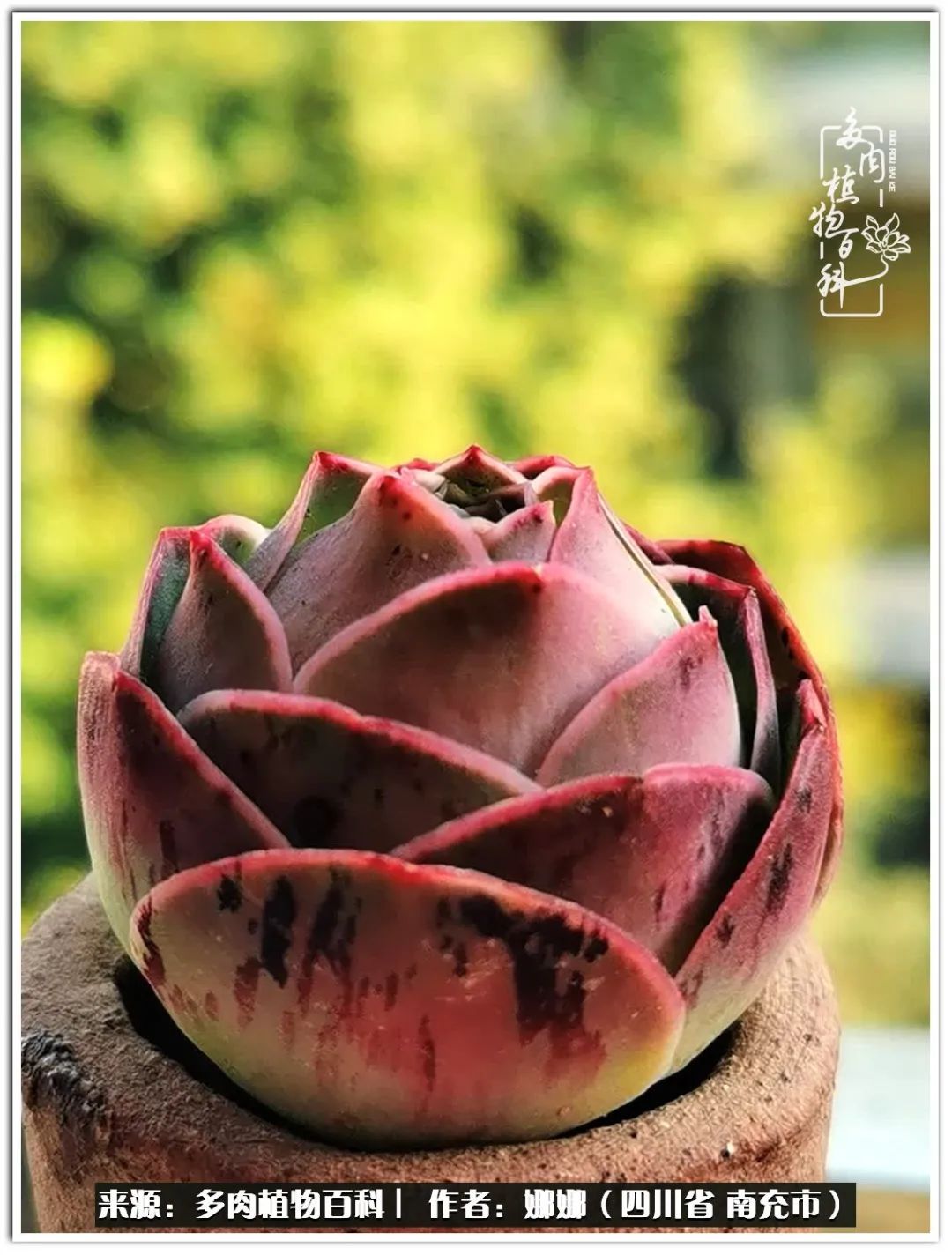 带刺的玫瑰阳台多肉,开花的玫瑰多肉