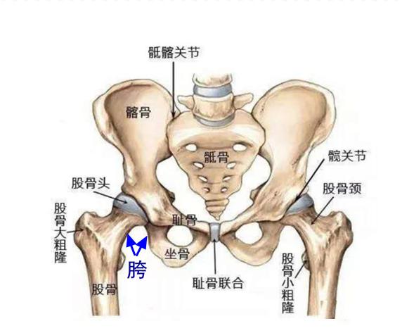 撑拳和撑掌的技击要义,内家拳松胯内劲的训练方法