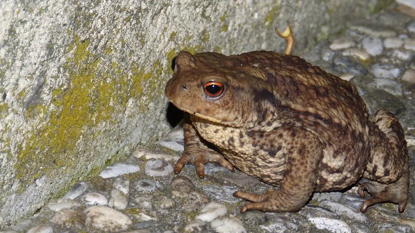 壁虎是益虫吗对人有伤害吗,壁虎毒性不大为什么列为五毒