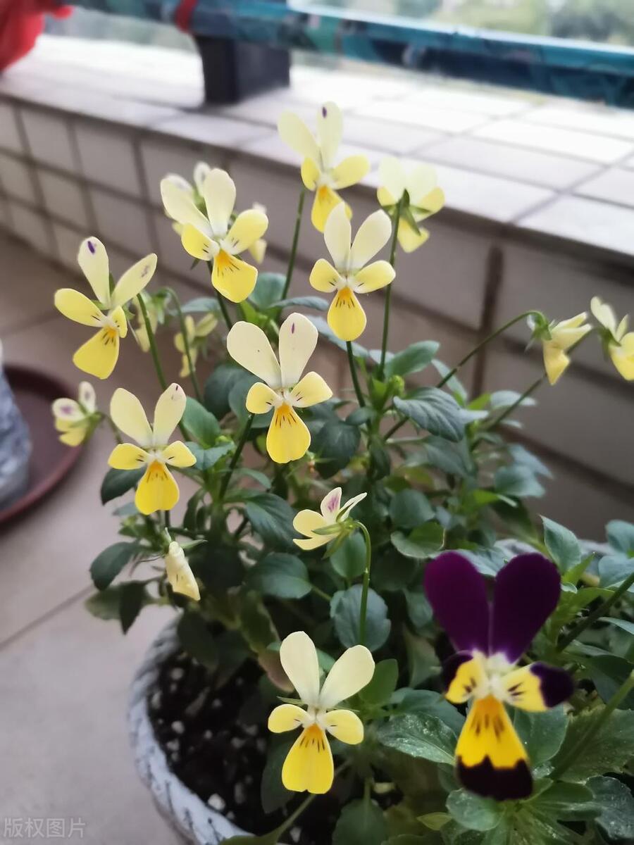 窗台养的小花,窗台上好养活的花