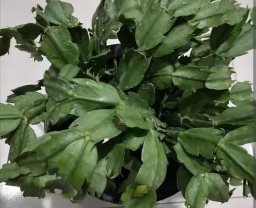 蟹爪兰叶子发软怎么解决,新买的蟹爪兰叶子发软可以捏下吗