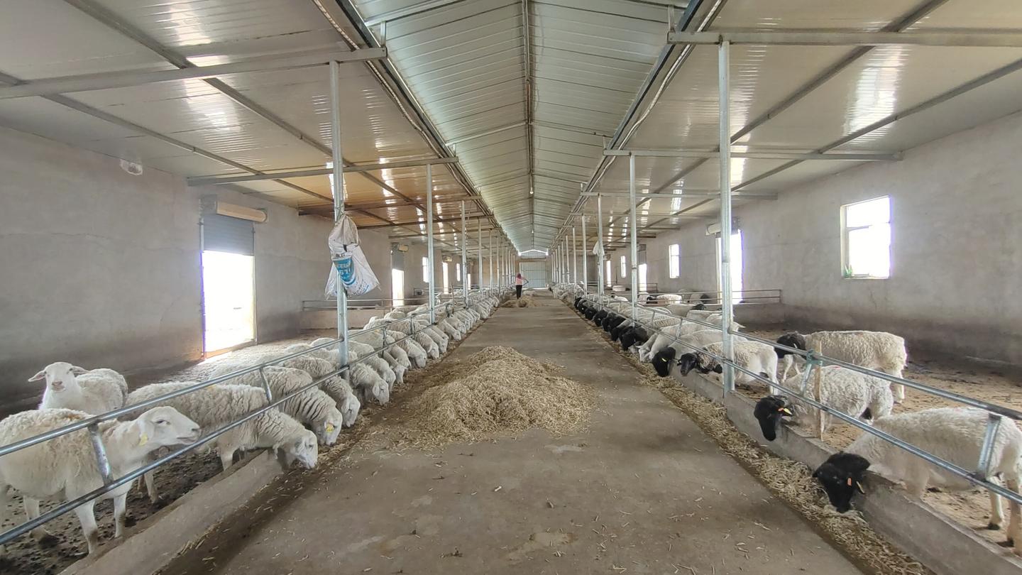 滩羊产业高质量发展实施方案,关于推进羊产业高质量发展的意见