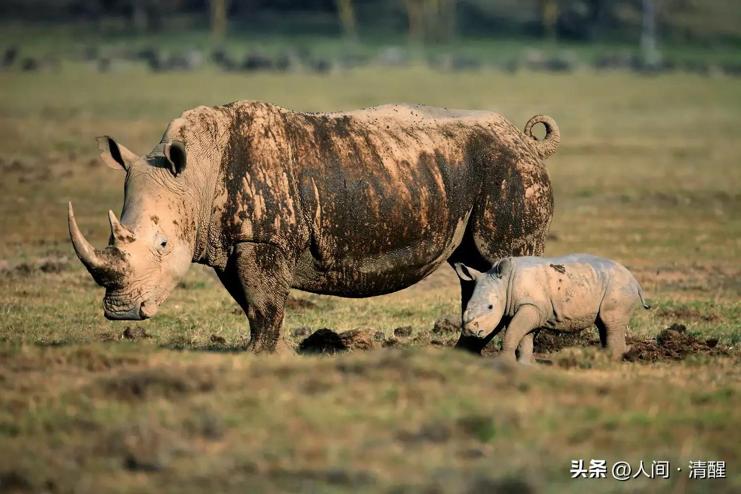 犀牛的最大的生活习性,犀牛栖息环境