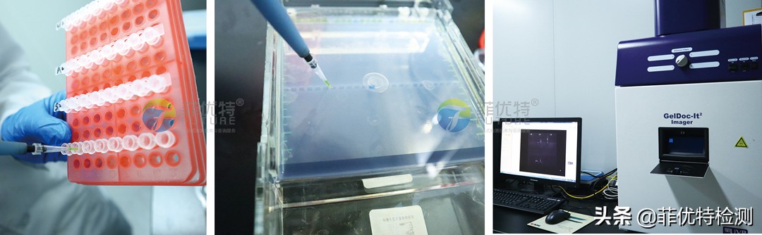 实时荧光定量pcr技术操作步骤,实时荧光定量pcr和高敏定量的区别