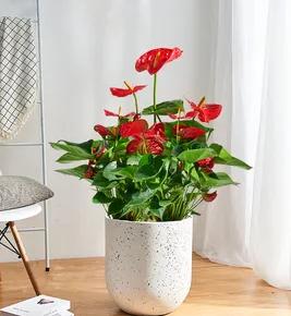 哪种绿植适合室内养对人体好,室内养绿植会增加负氧离子吗