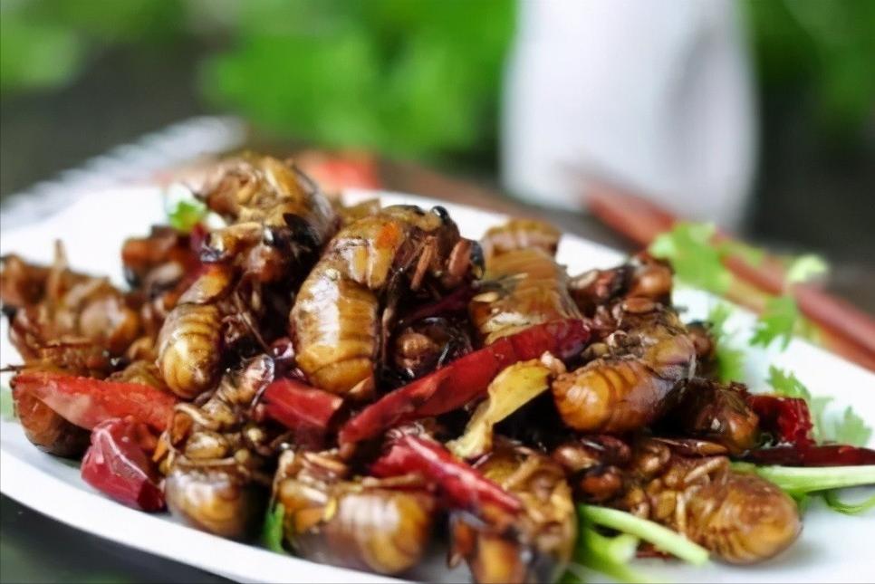 在美国知了猴泛滥,中国人在美国吃知了猴