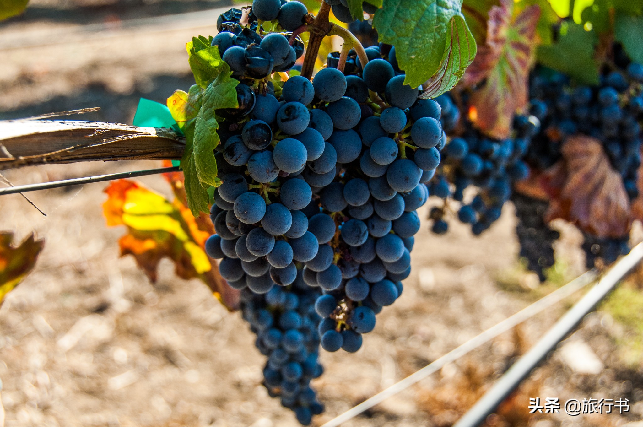 智利：能帮助我们实现樱桃、葡萄酒自由的国家