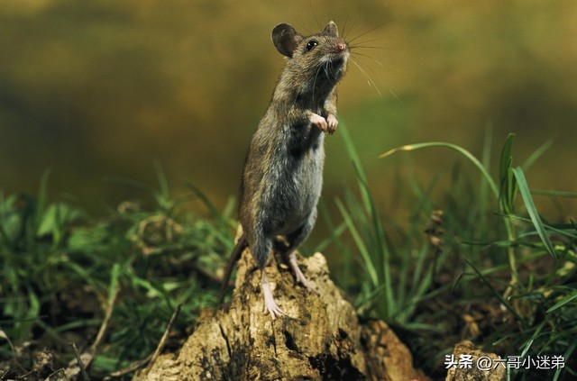 粘鼠板上放什么吸引老鼠 (老鼠太狡猾粘鼠板不上当怎么办)