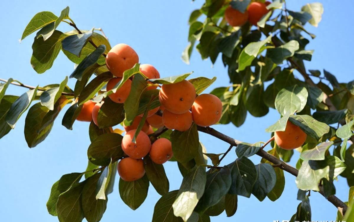 5种吉祥树,富贵吉祥树有哪些