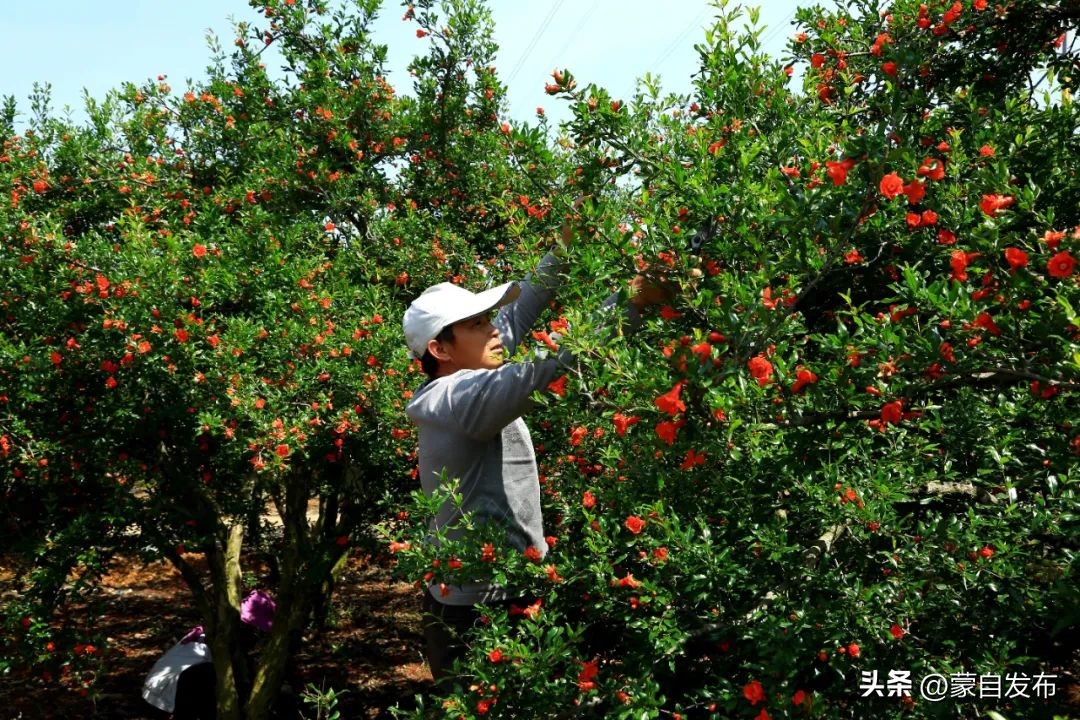 蒙自石榴在云南非常出名,有一种生活叫云南开远