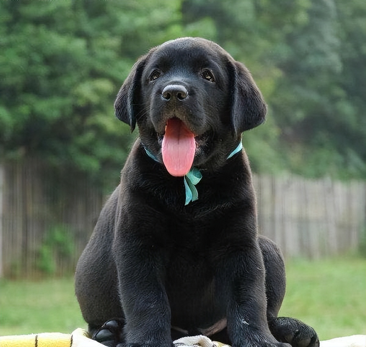 拉布拉多什么颜色帅气又好看,拉布拉多各个颜色的颜值对比