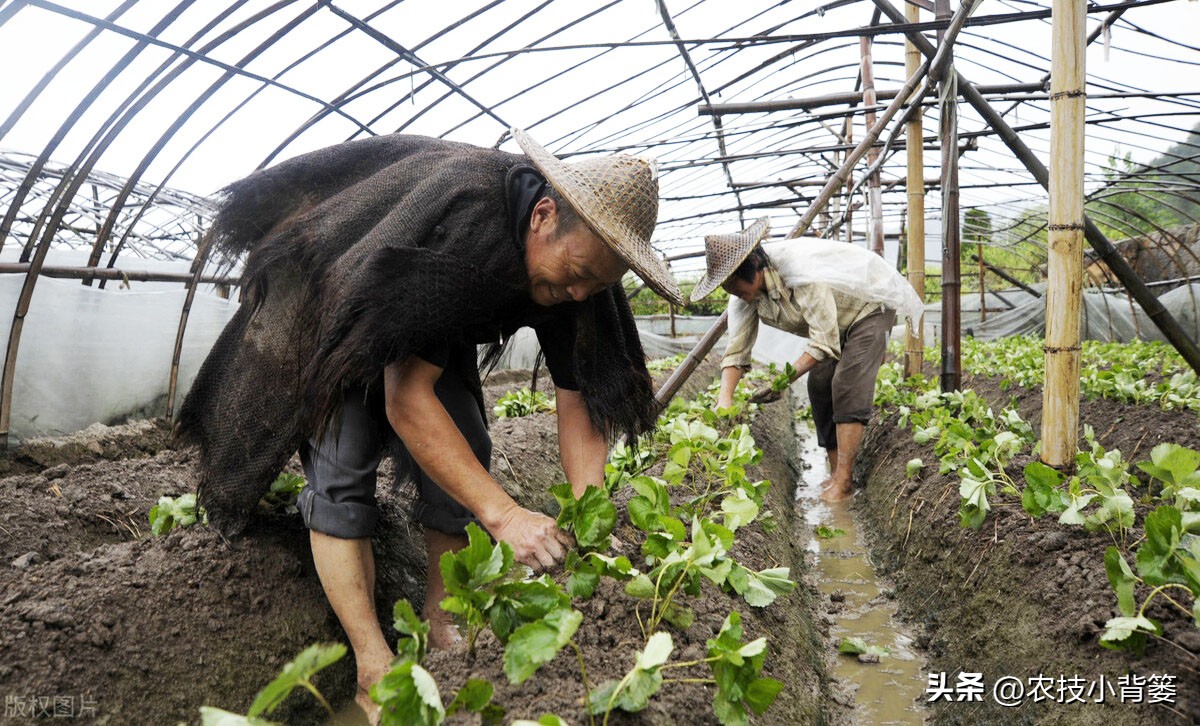 草莓的种植方法不用营养土种草莓,种草莓如果草莓苗有根如何种植