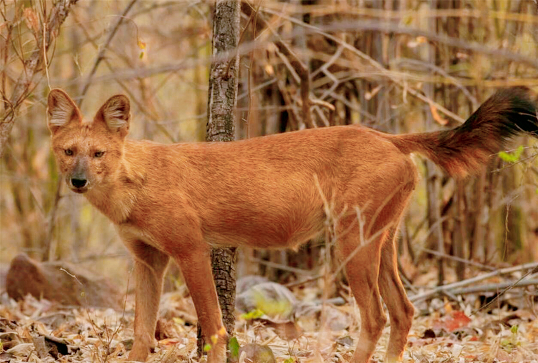 祁连山发现猛兽,祁连山发现300多只野生马鹿