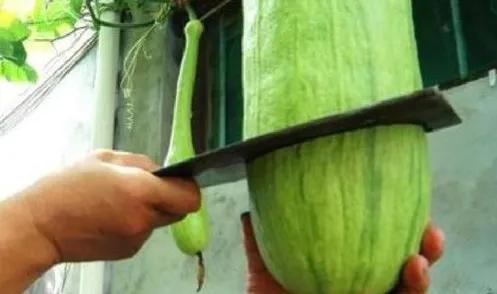 200个农村项目大分享,3:种植篇，全是您值得拥有的好品种