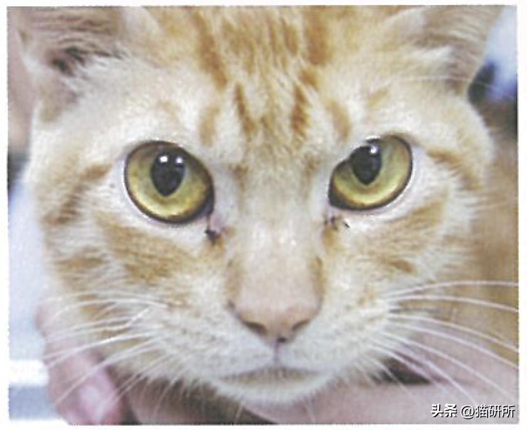 猫咪脸上有眼泪怎么办,猫咪脸上的泪痕怎么解决